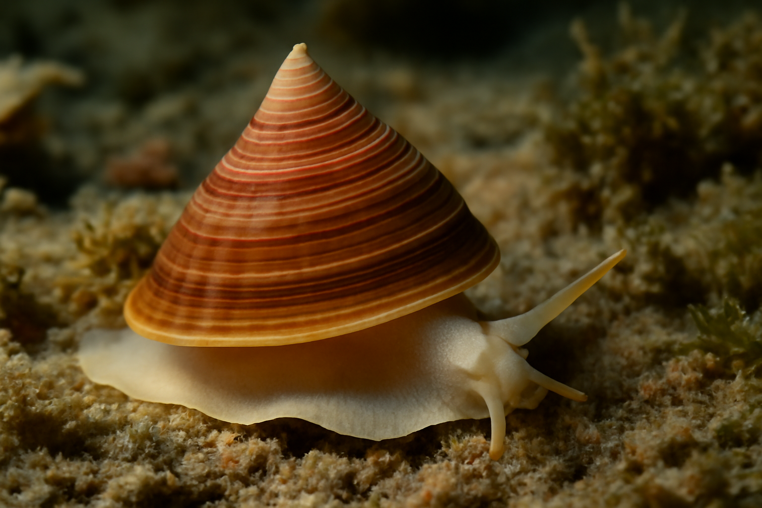 Filodularia's Pyramid Snail