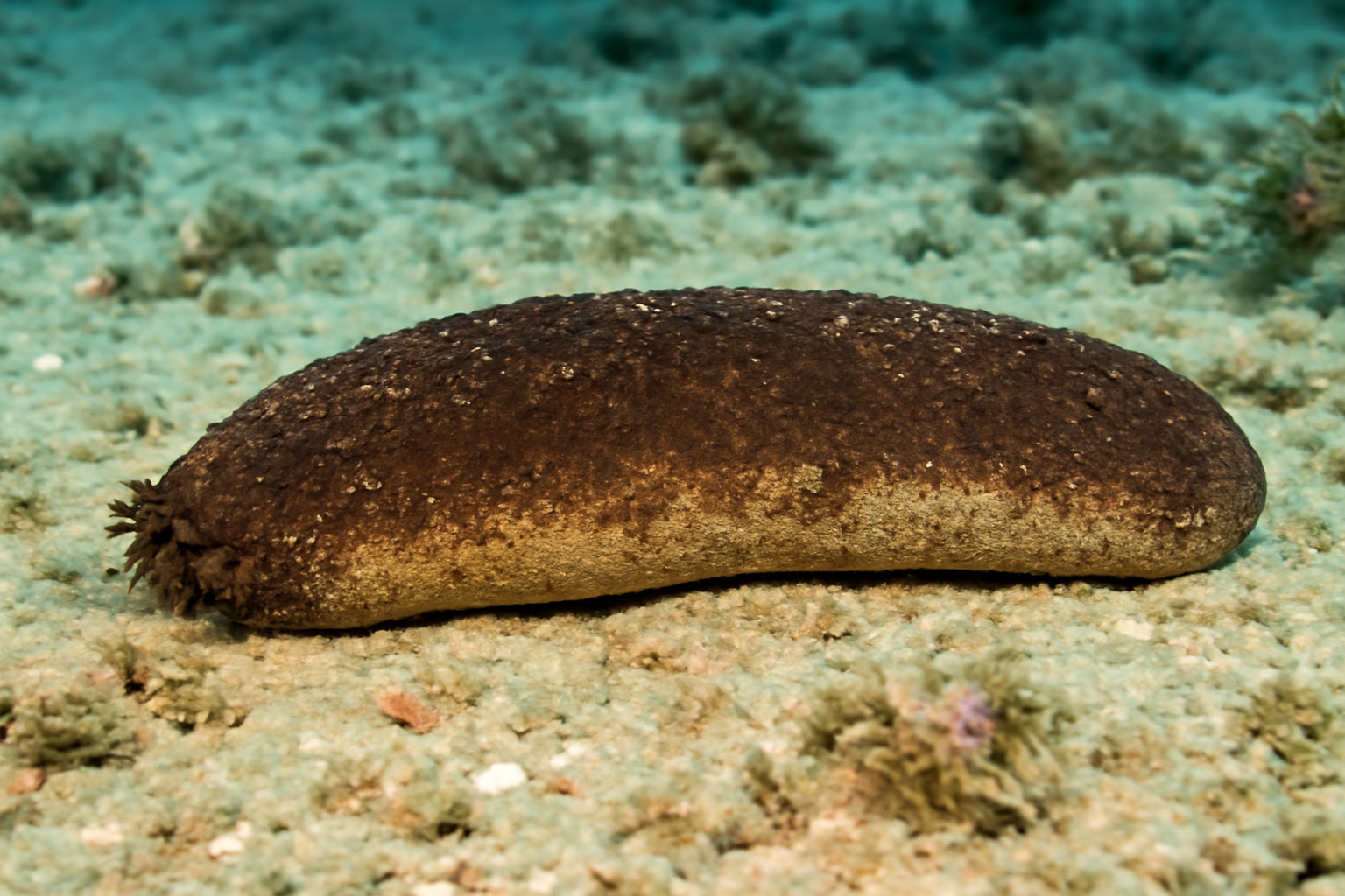 Brown Sandfish