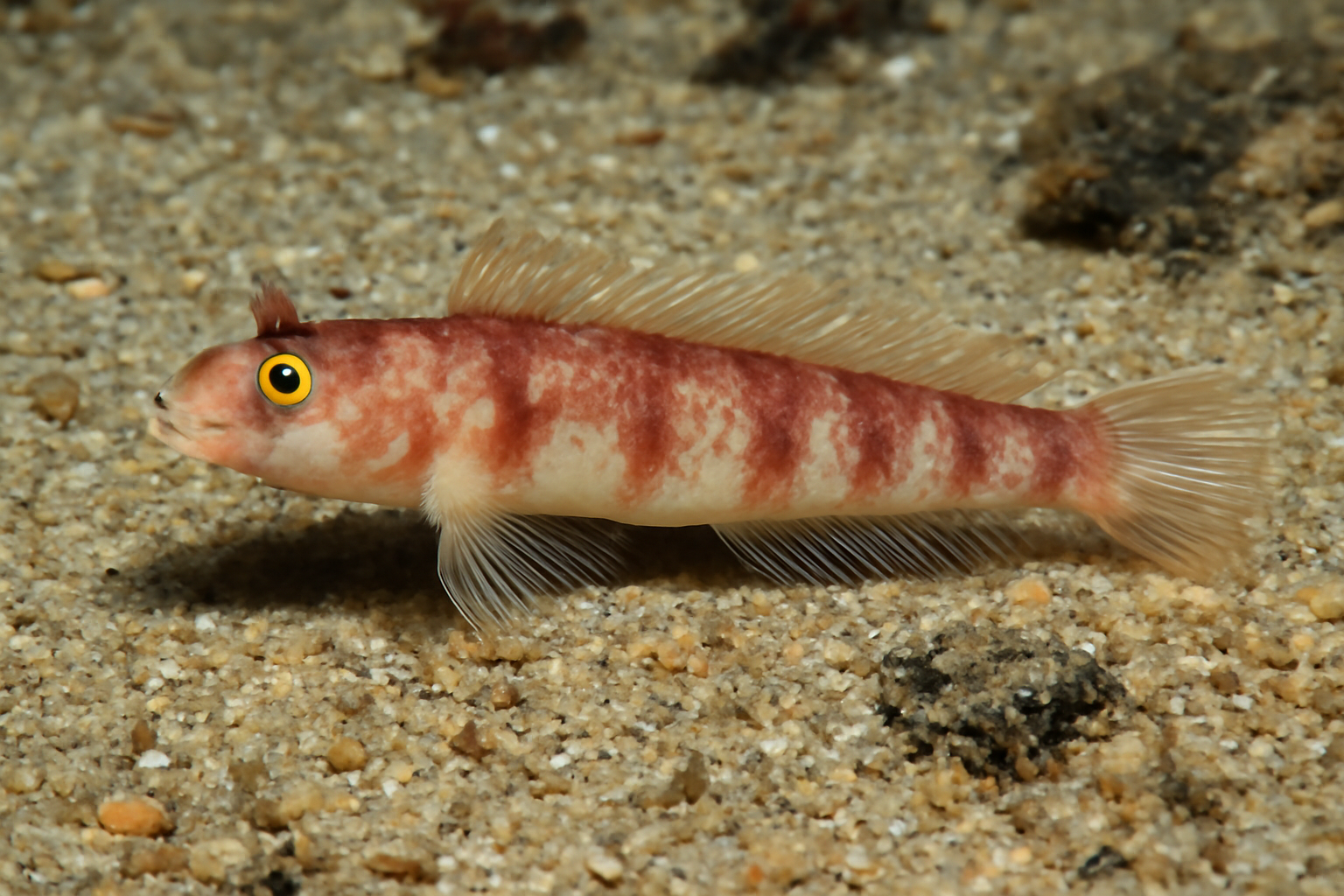 Panamanian wormfish