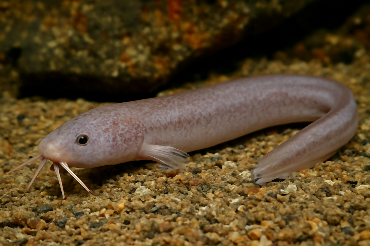 Nicaraguan wormfish
