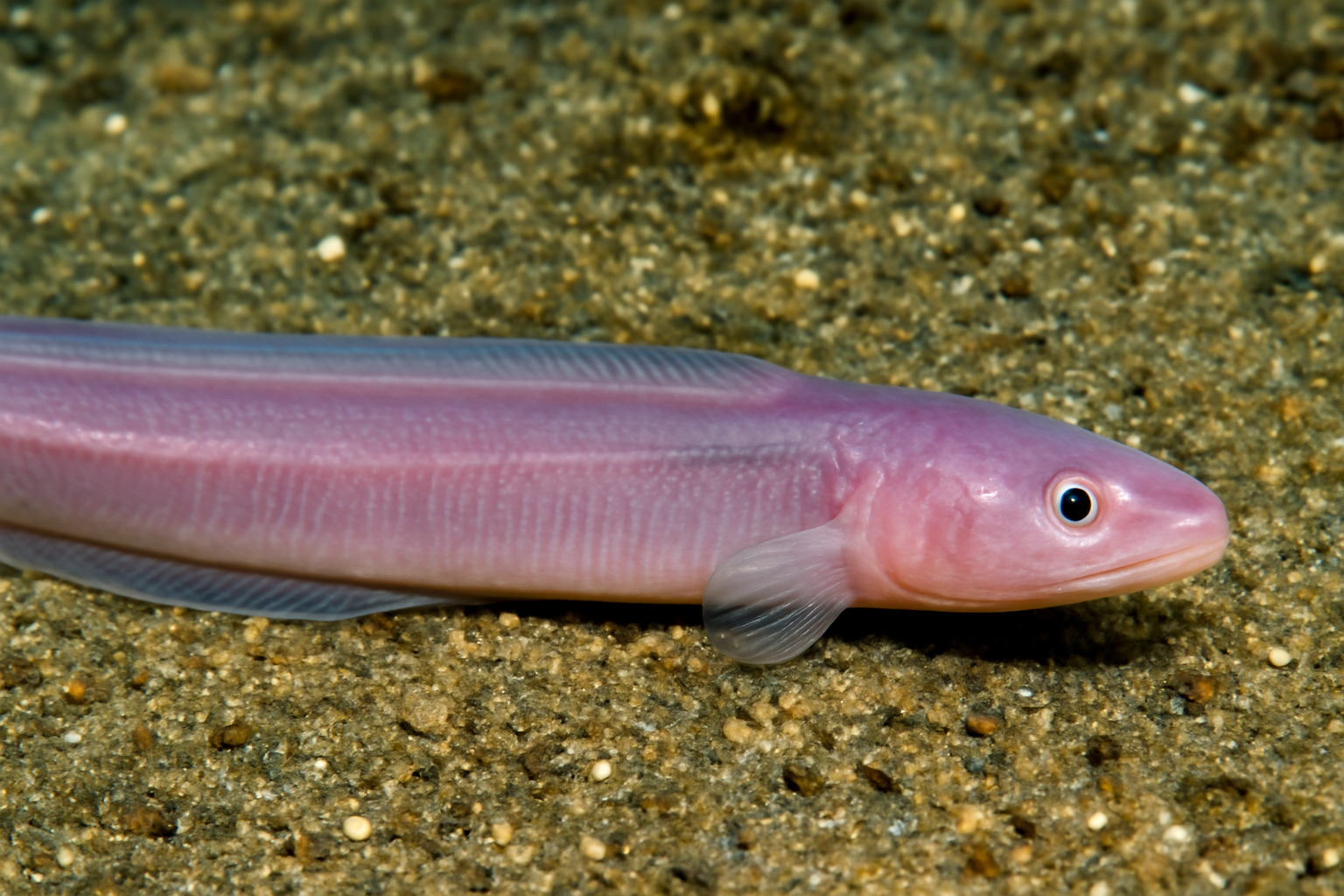 Costa Rican wormfish