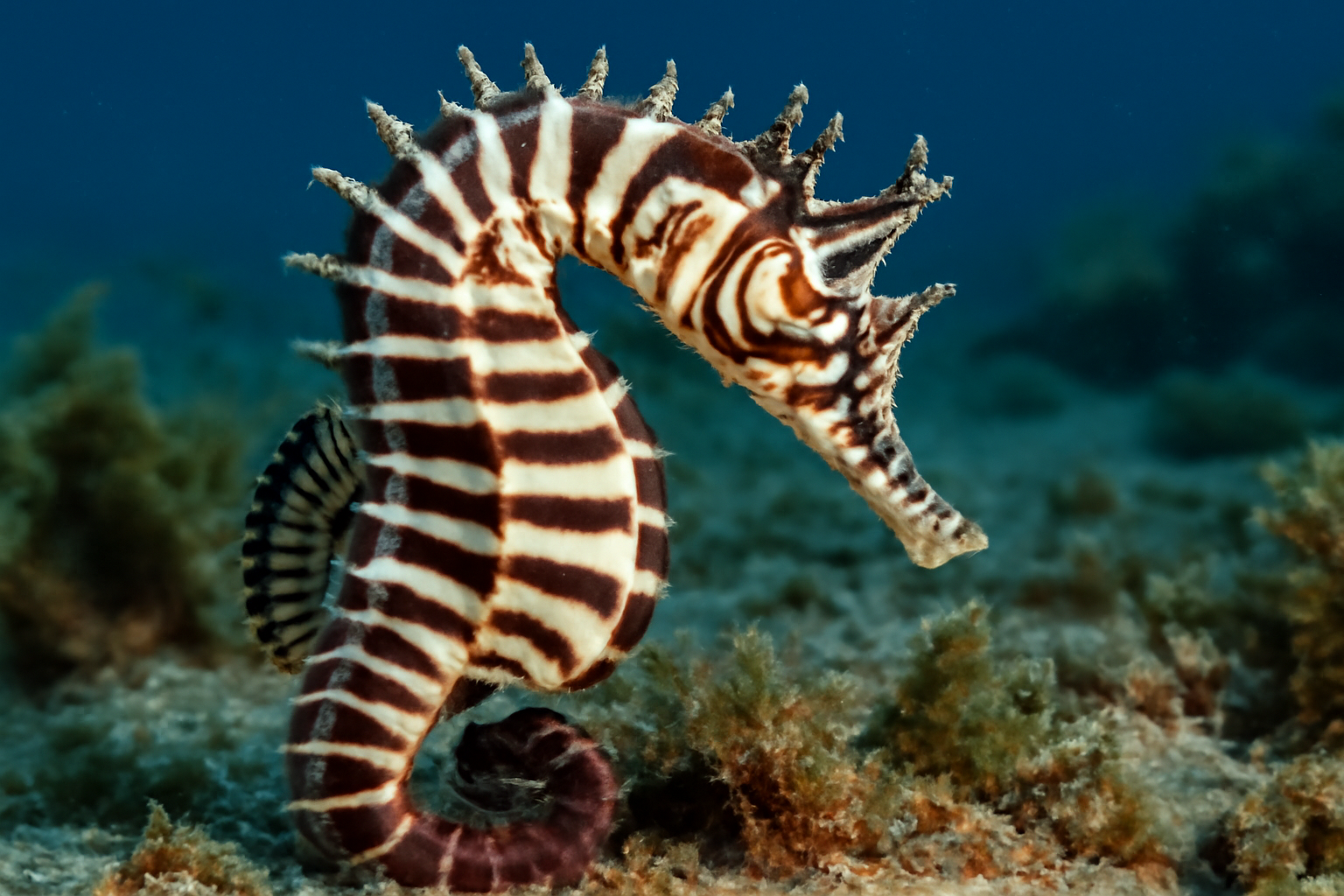 Striped Villora Seahorse