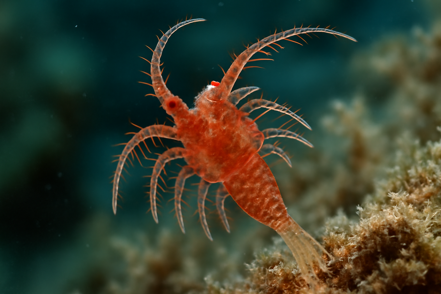 Eudactylina Polymorpha