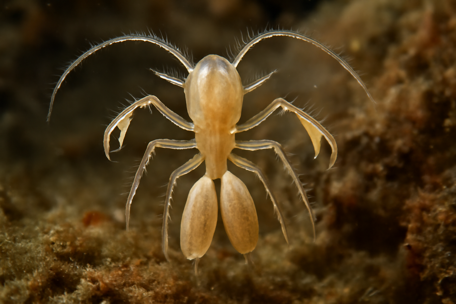 Eudactylina pollex