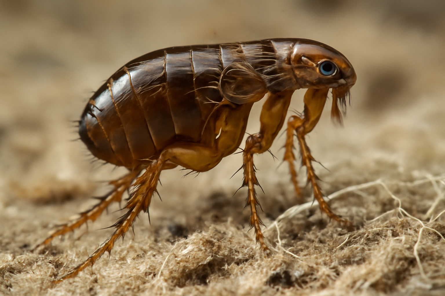 Heterodox Cat Flea