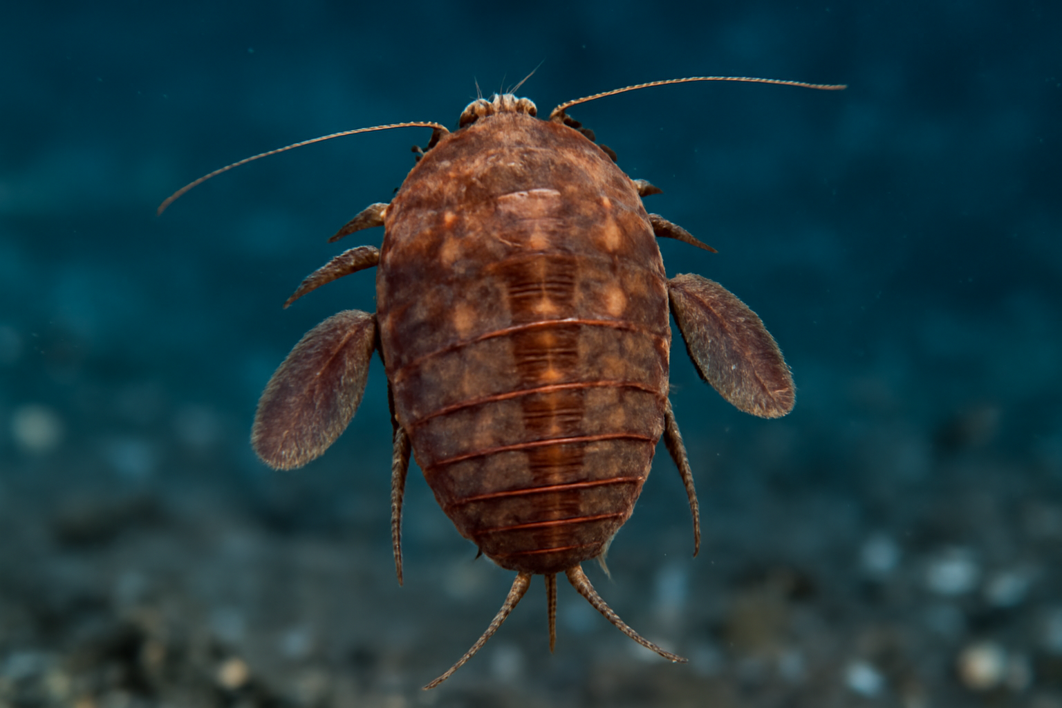 Pandarus Rhincodonicus