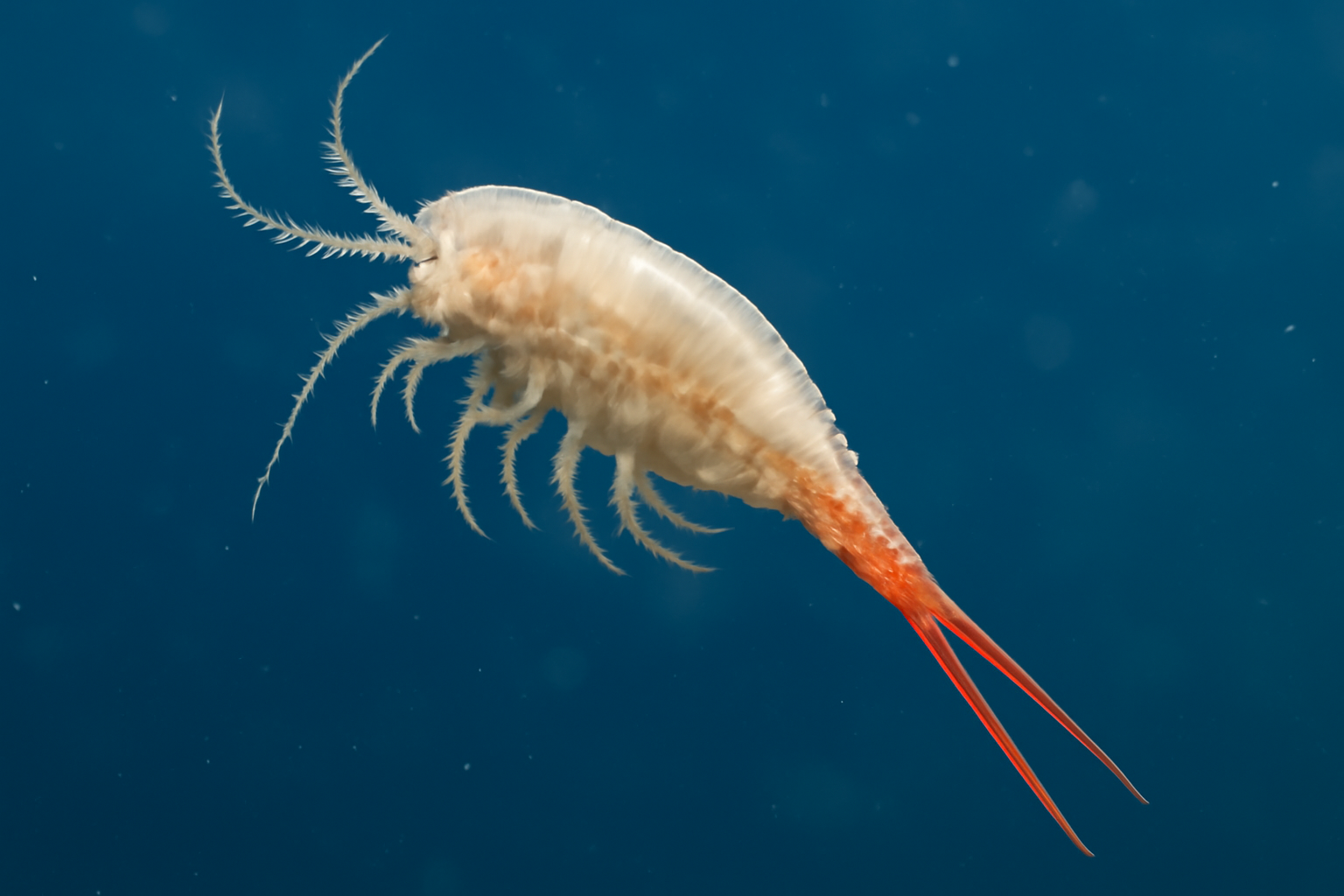 Kroyer's parasitic copepod