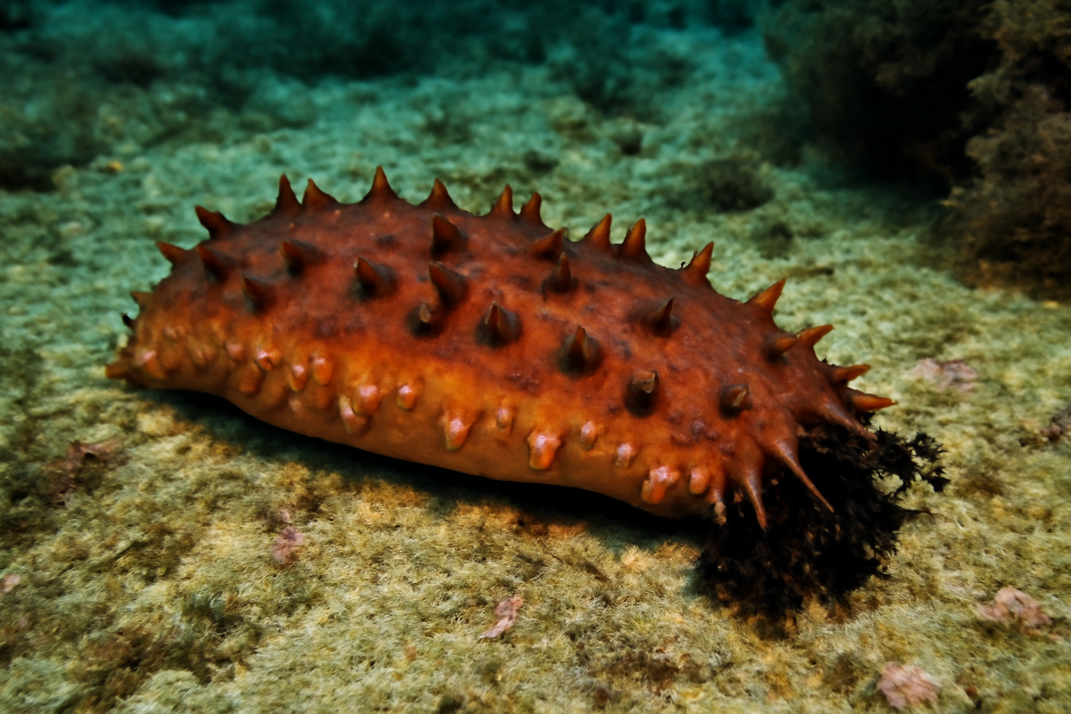 Eastern Pacific Sea Cucumber