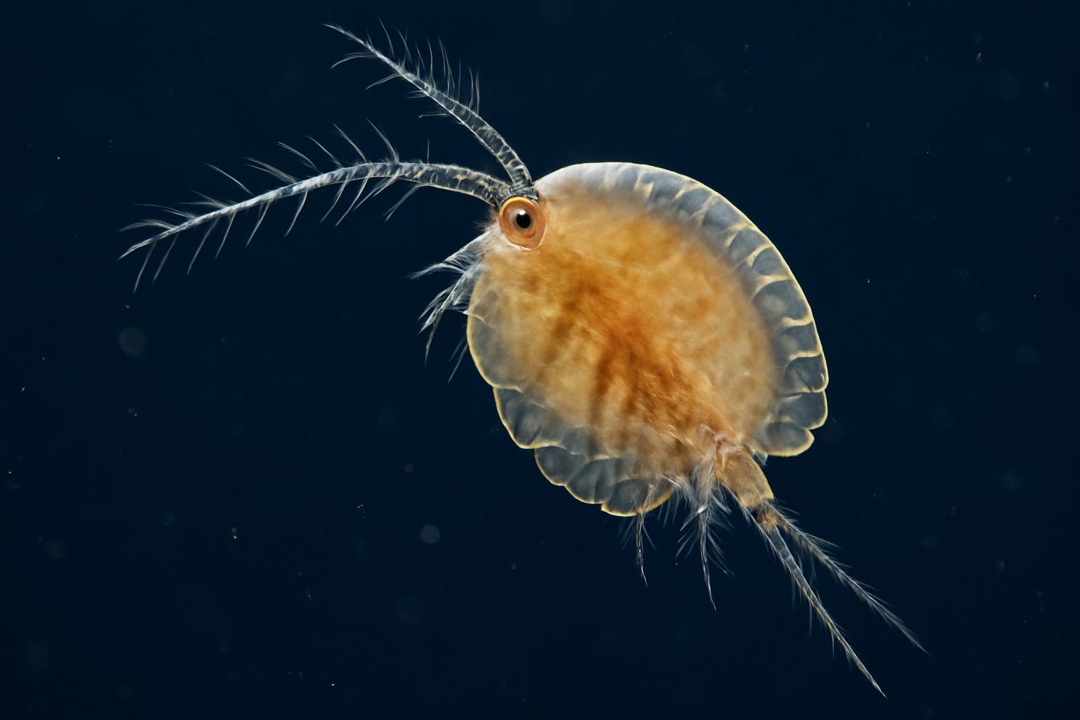 Scalloped copepod