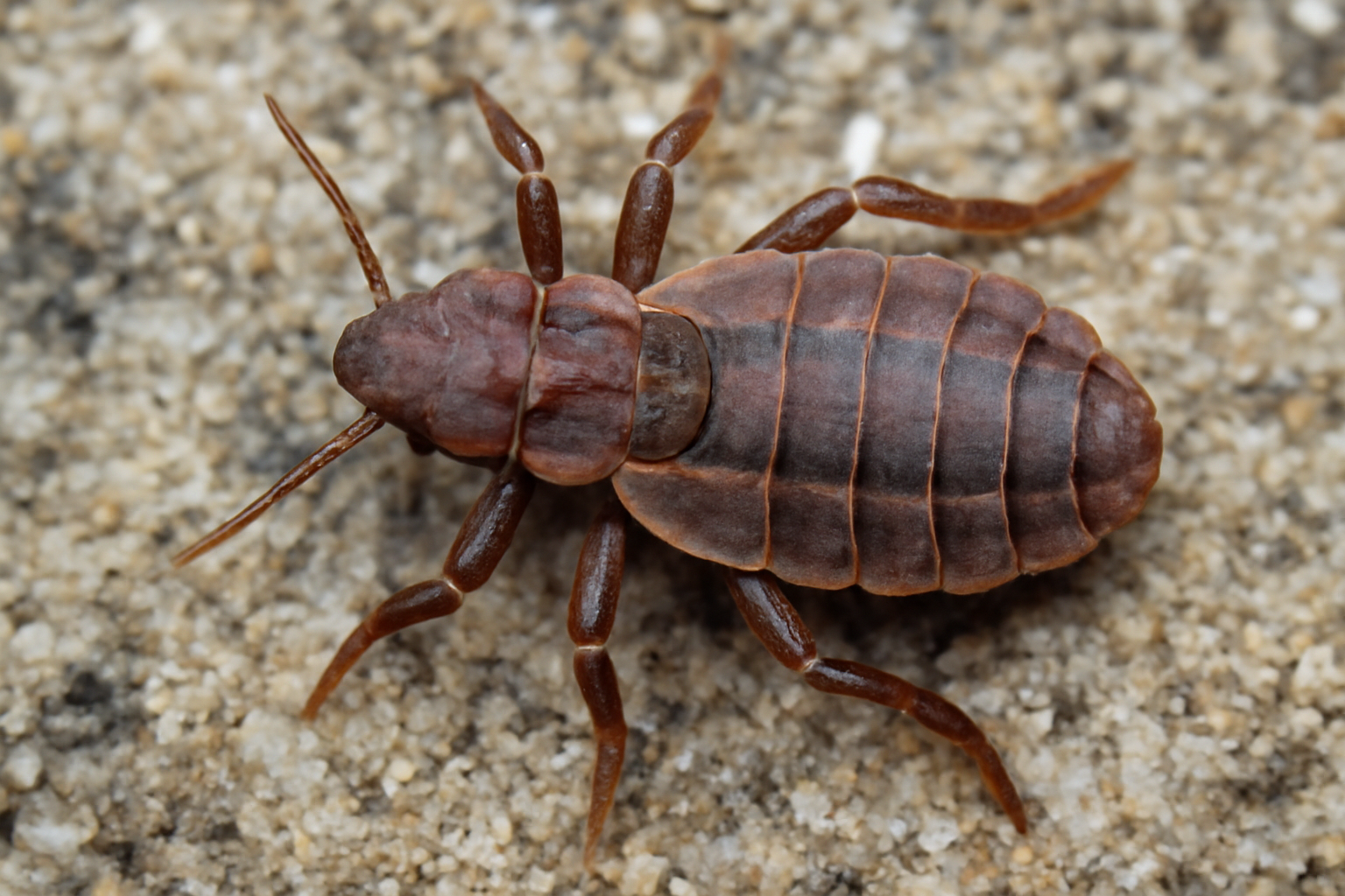 Black-footed Albatross Louse