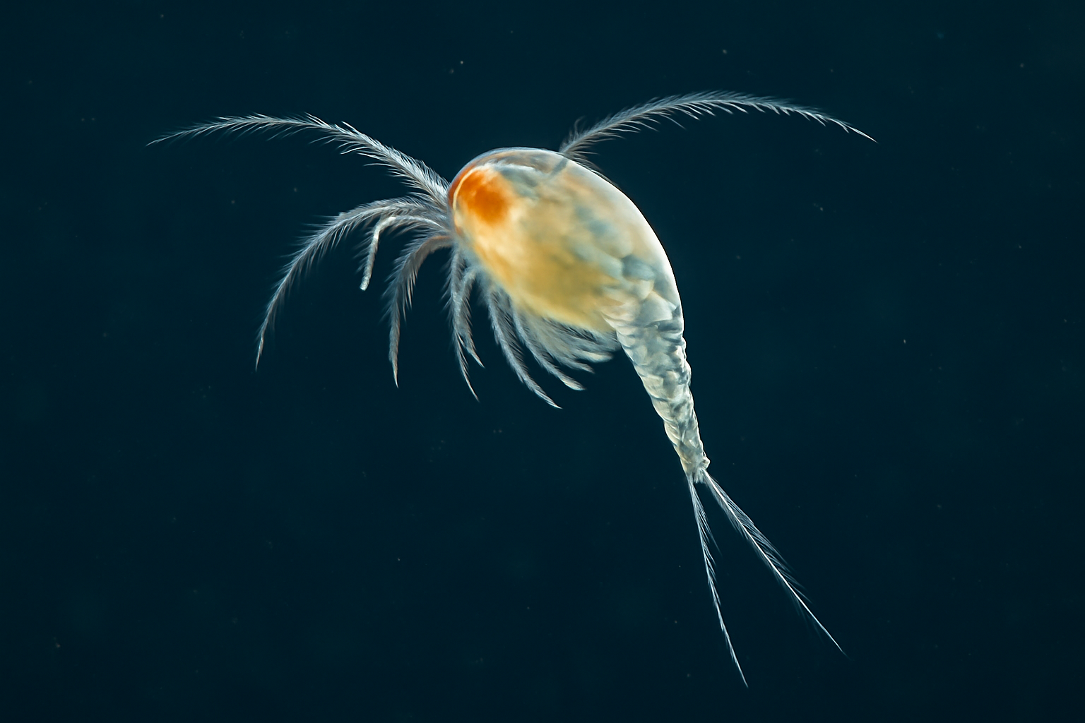 Maemonstrilla longipes