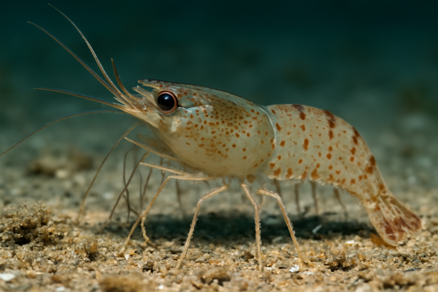 Common Thaumaleus