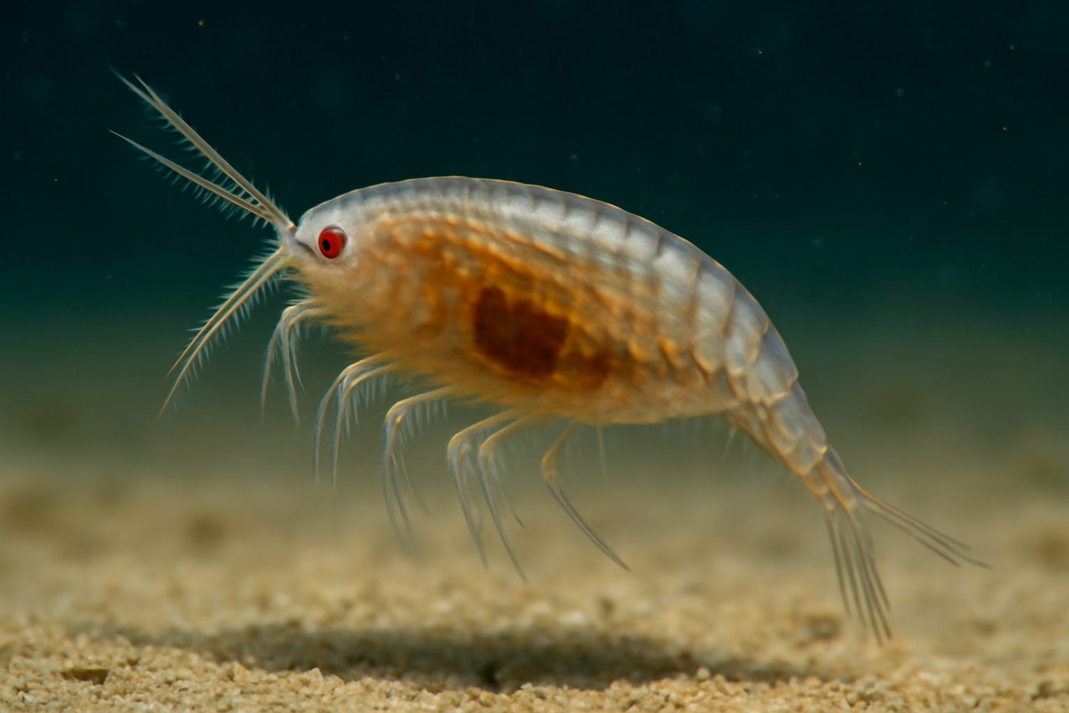 Eurasian Thaumaleus