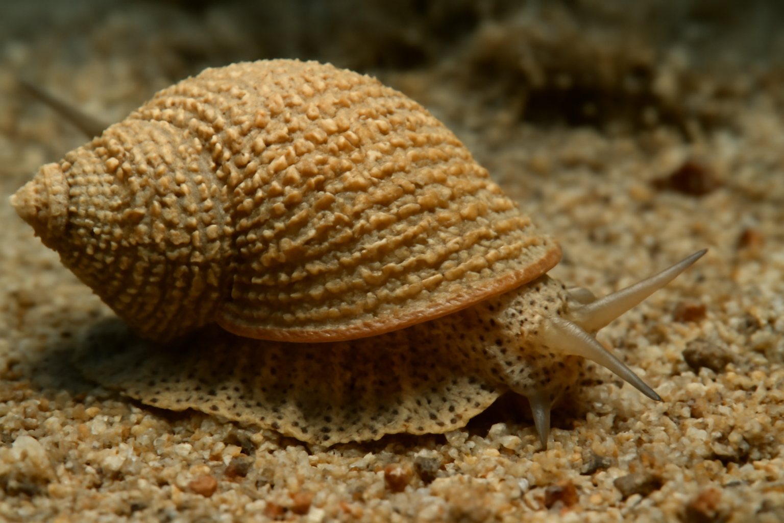 Grainy Sand Snail