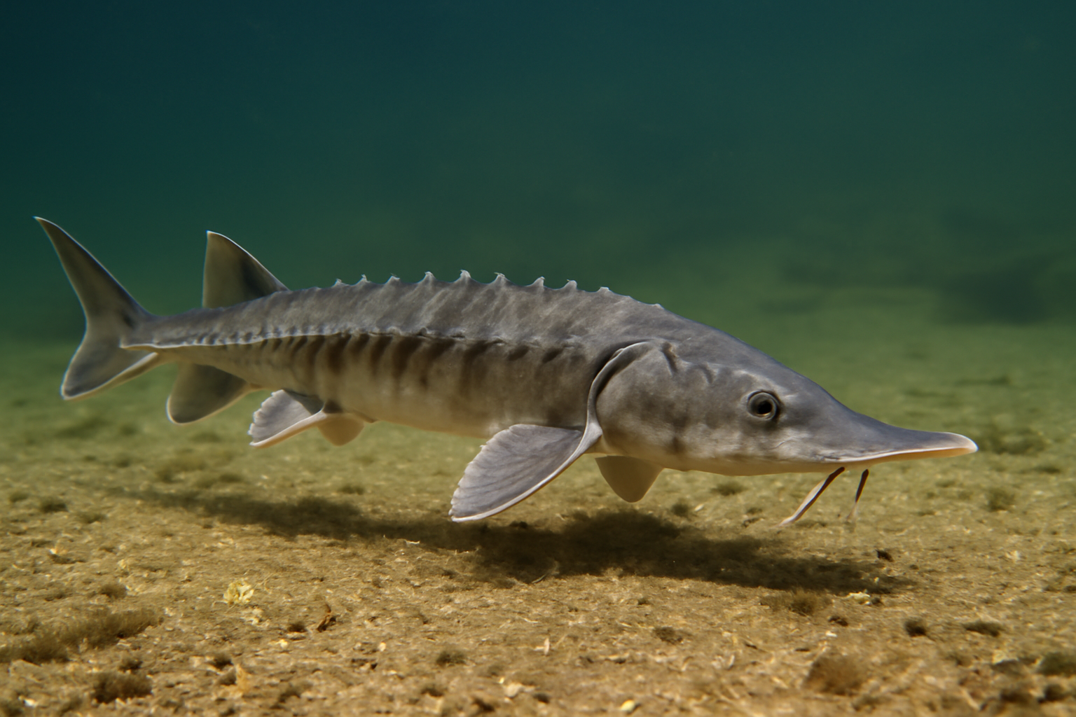 Alabama Sturgeon