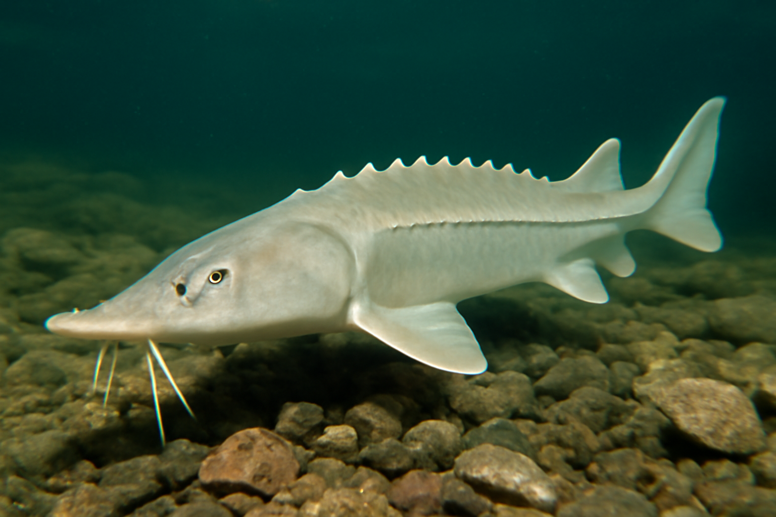 Pallid Sturgeon
