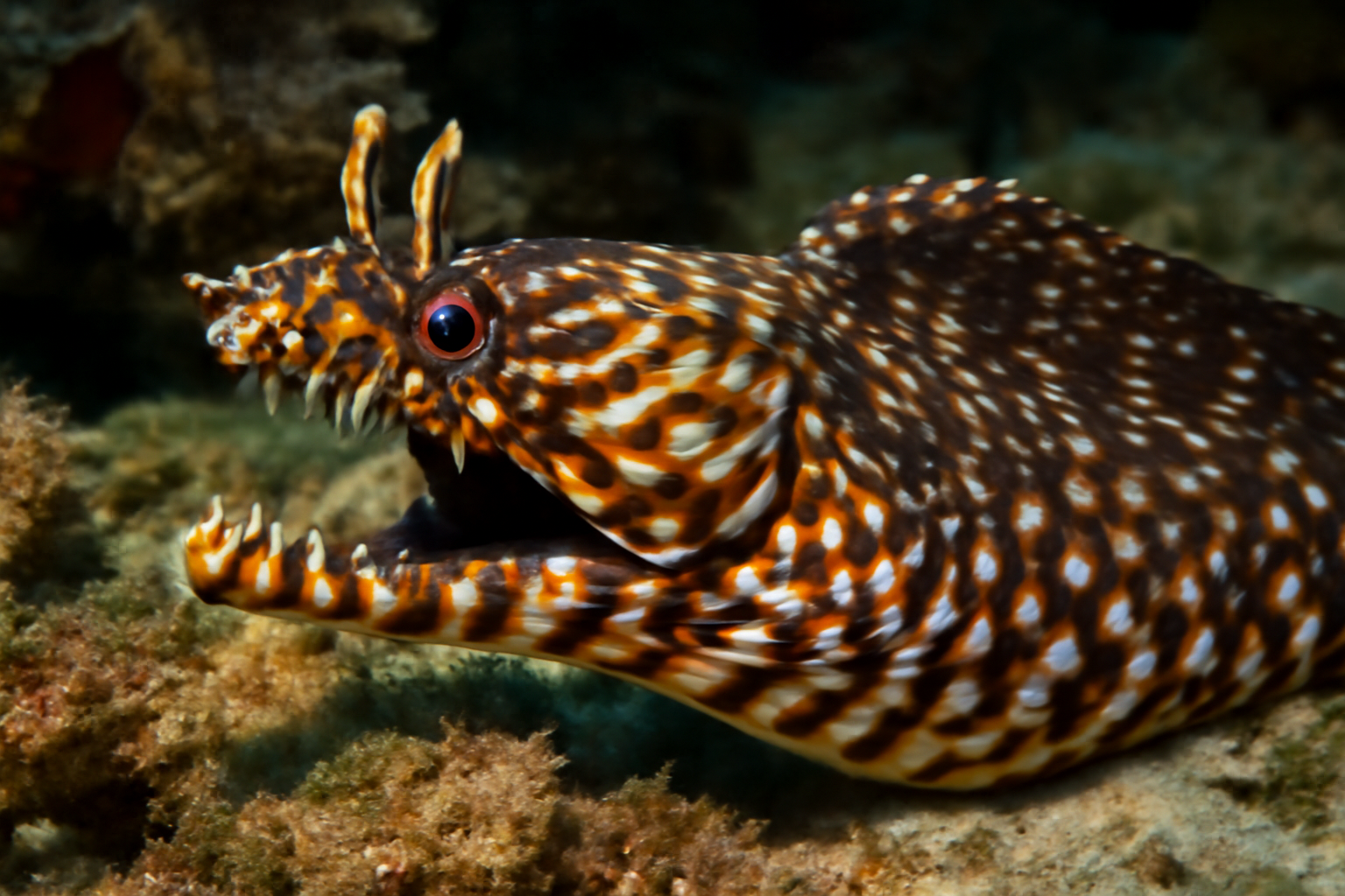 Dragon Moray