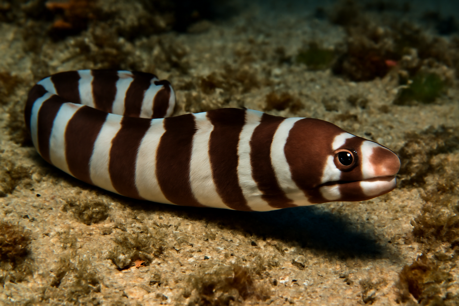 Banded Moray