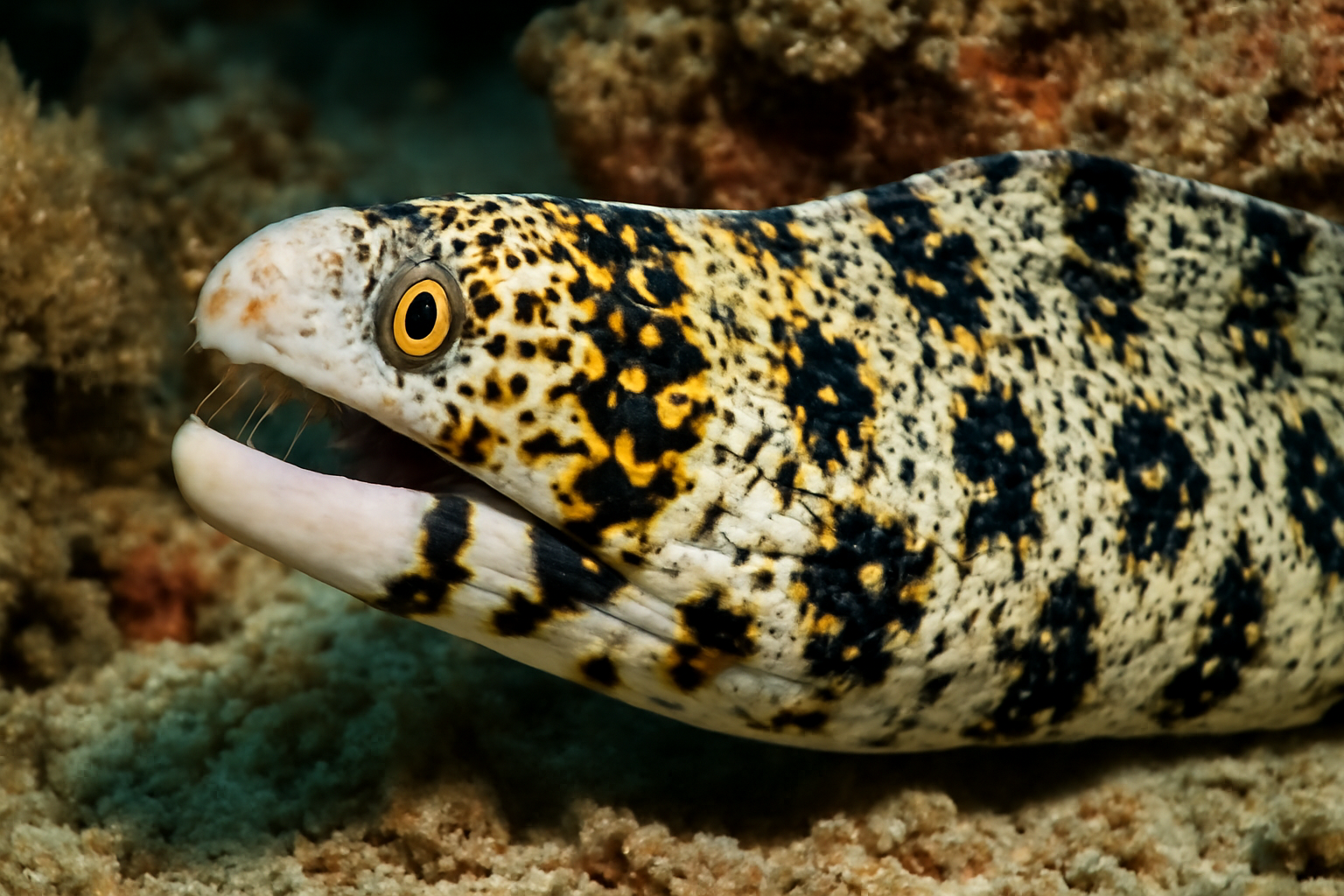 Snowflake Moray