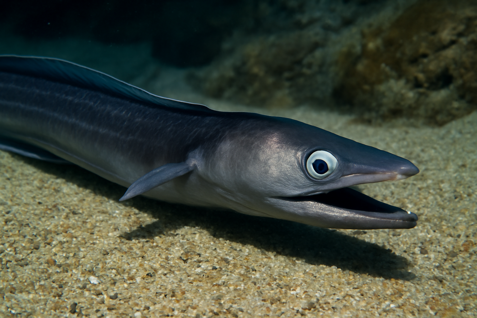 Blackmouth Saber-Eel