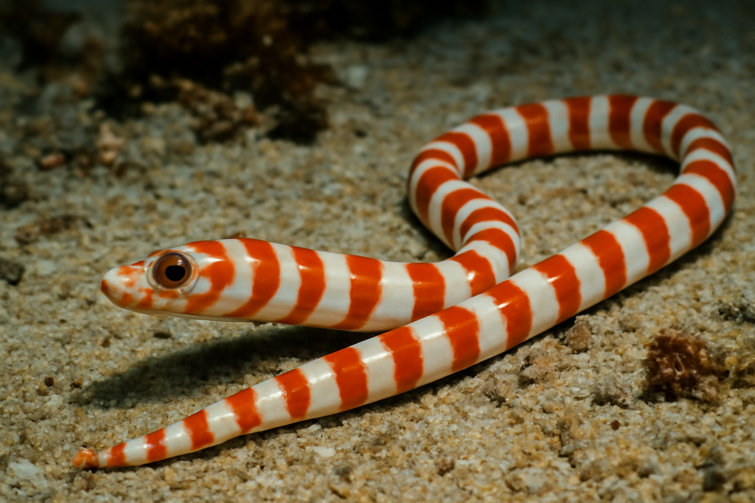 Candystripe Worm Eel