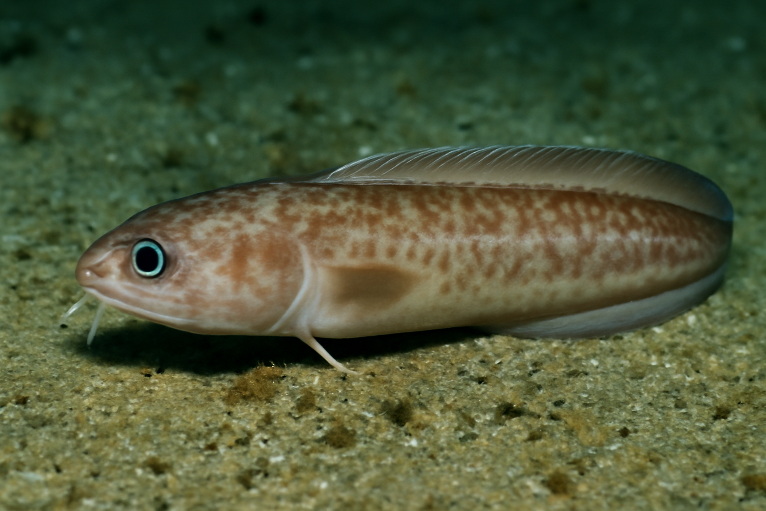 Cusk Eel