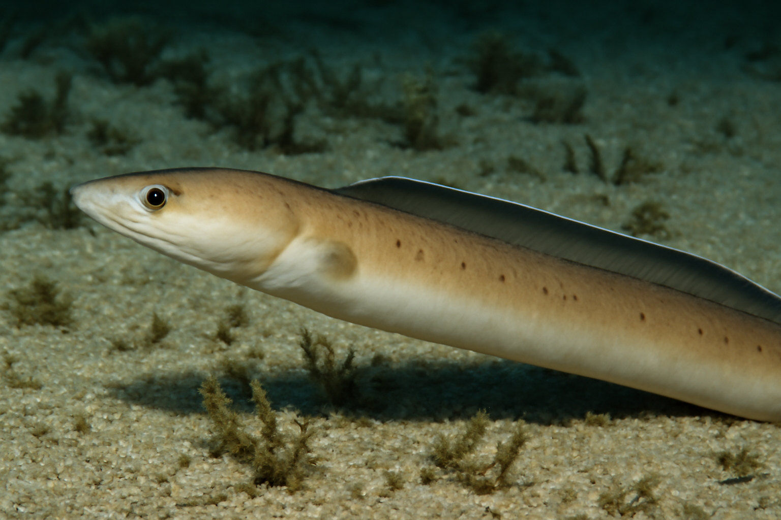 Onefin Eel