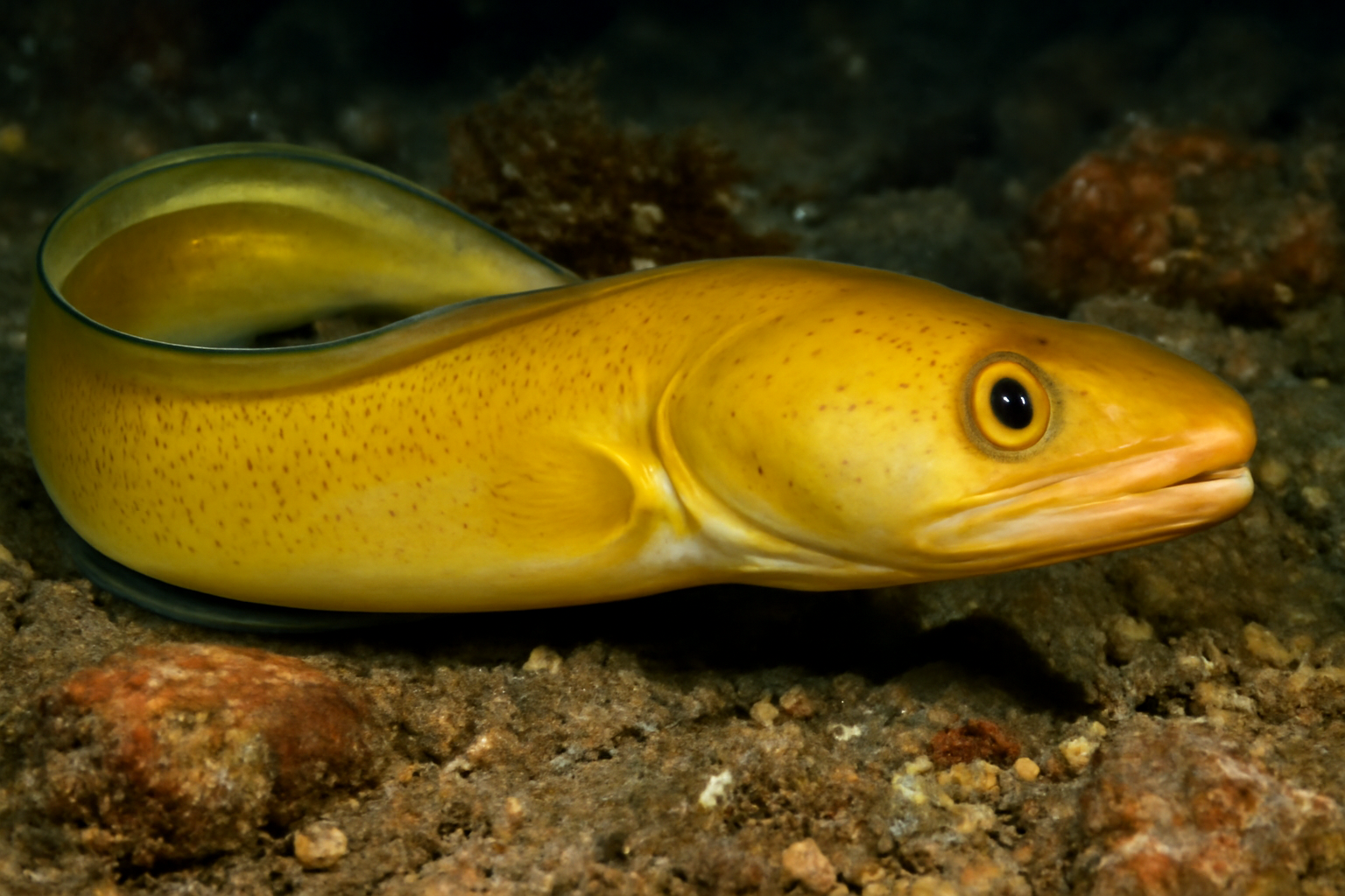 Gold Conger