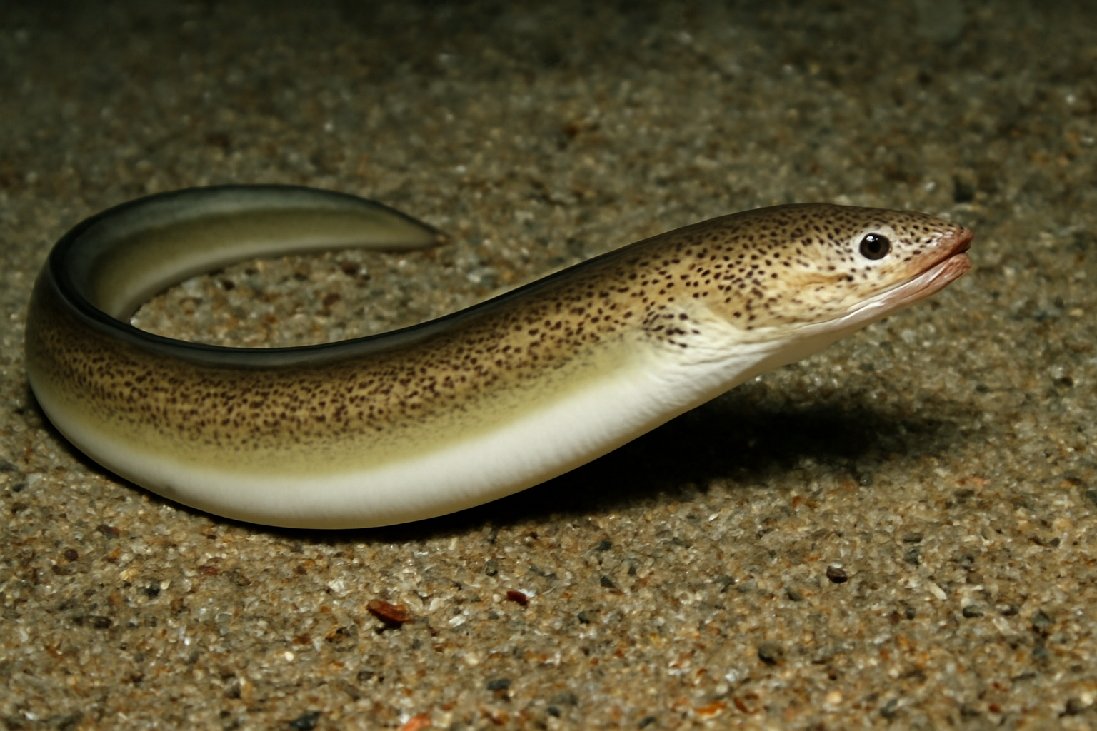 Panama Worm Eel