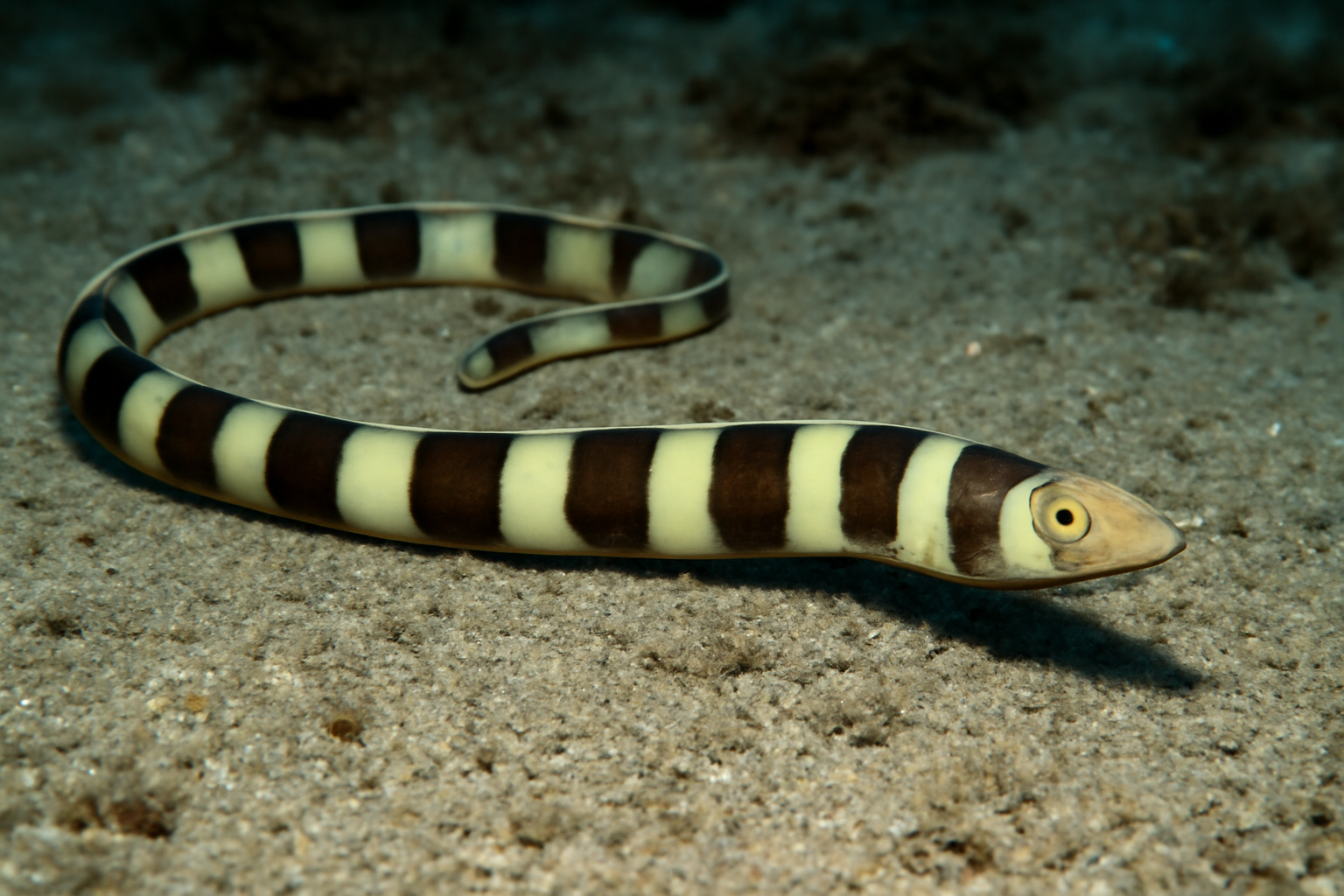 Banded Spaghetti Eel