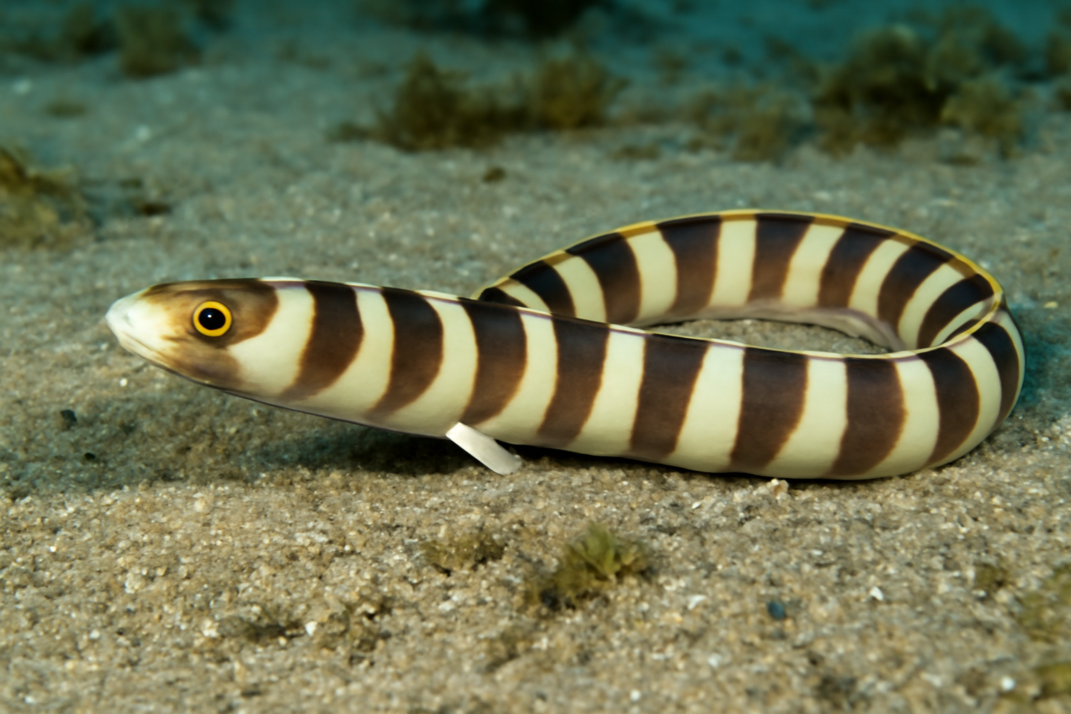 Barred Spaghetti Eel