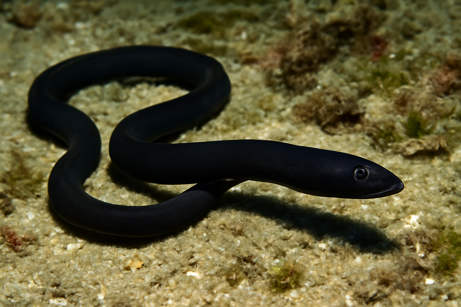 Black Spaghetti Eel