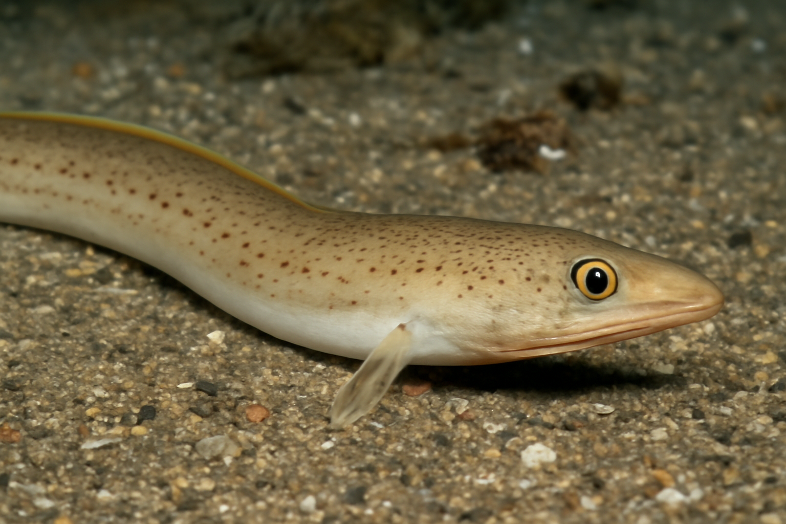 Oriental Slim Eels