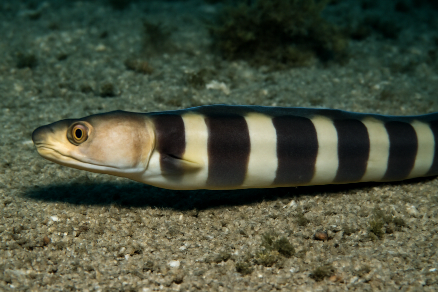 Banded cutthroat eel