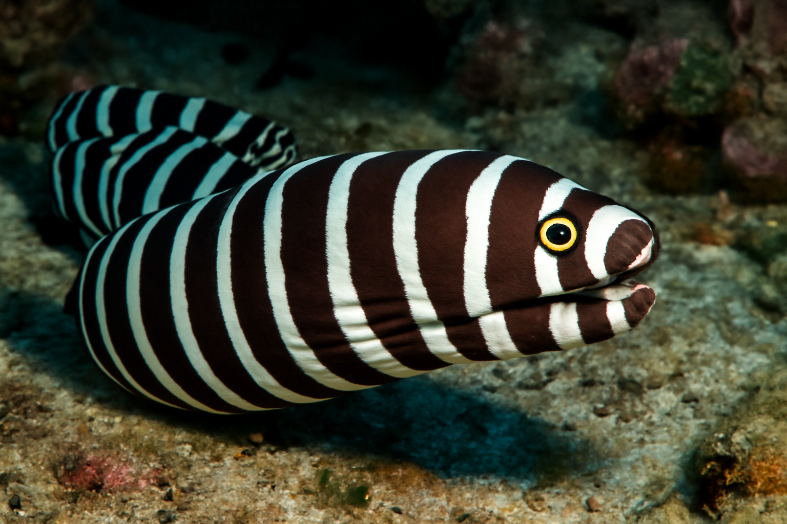 Zebra Moray