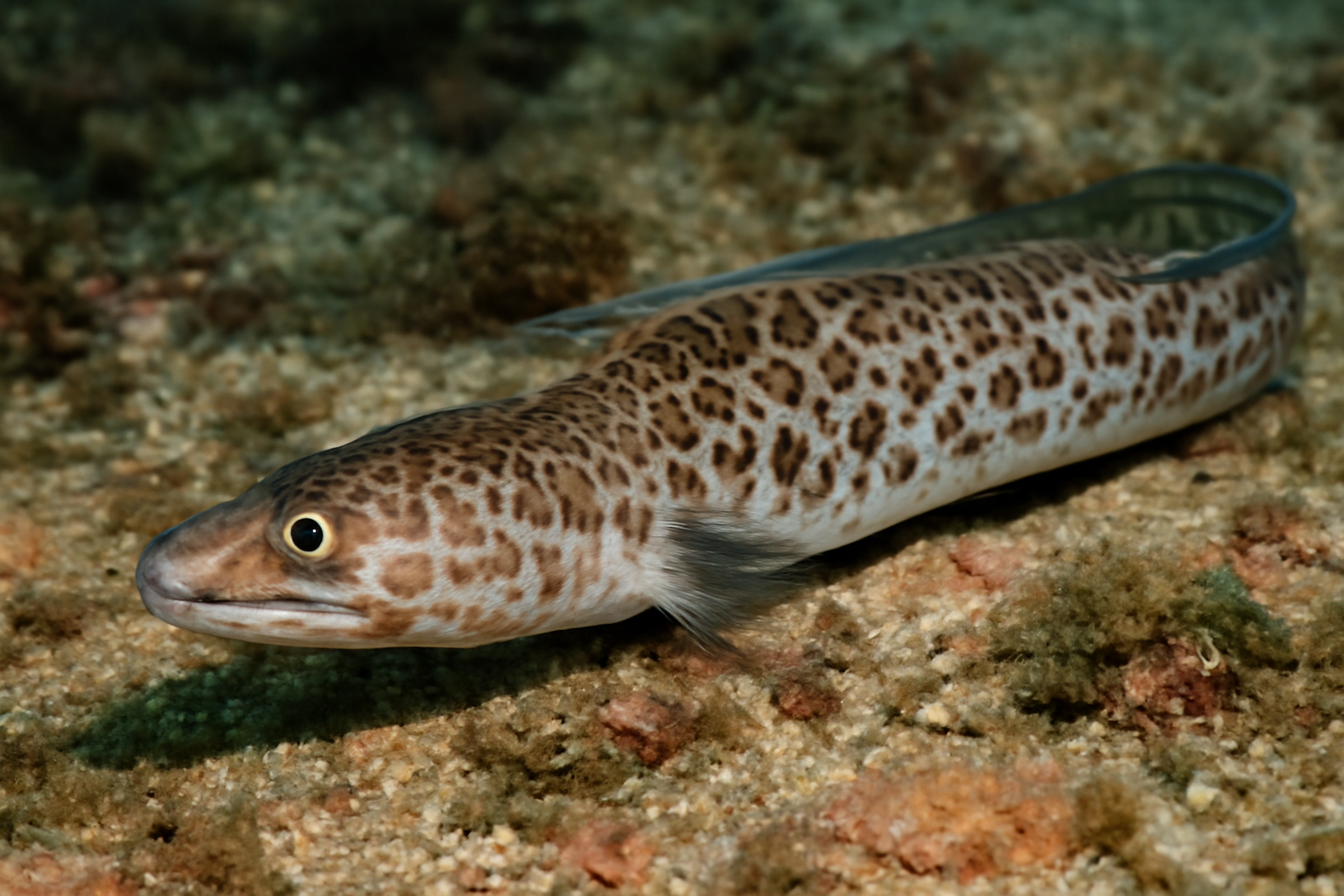 Sharptail conger