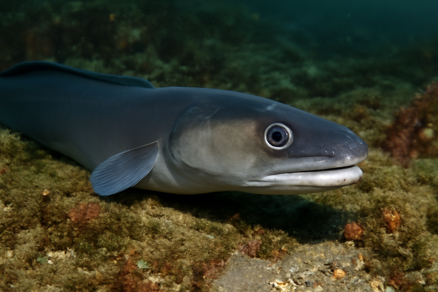 Pacific conger