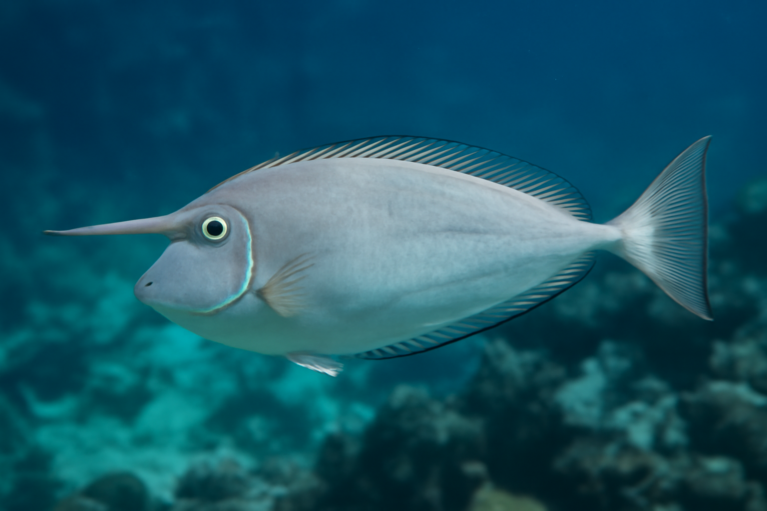 Slender unicornfish