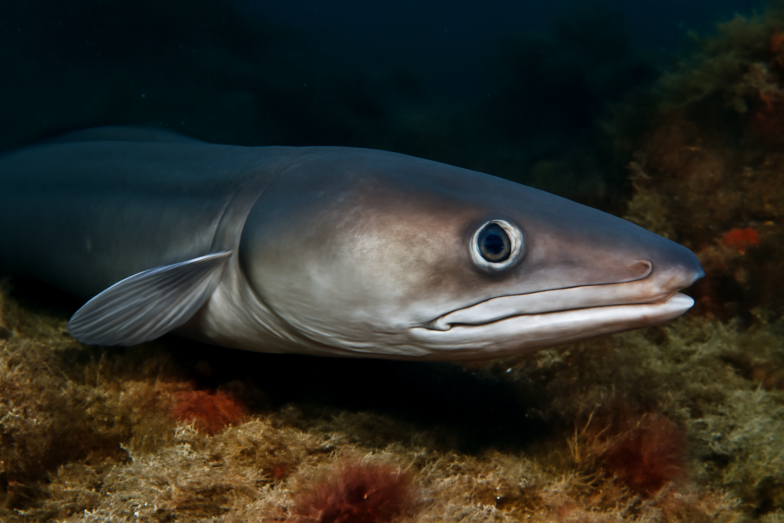 European conger