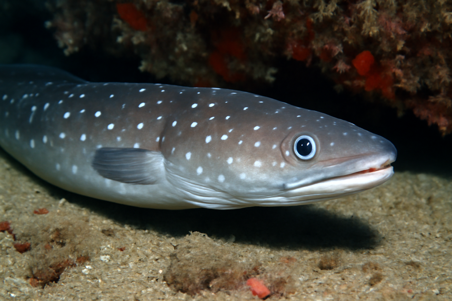 White-spotted Conger