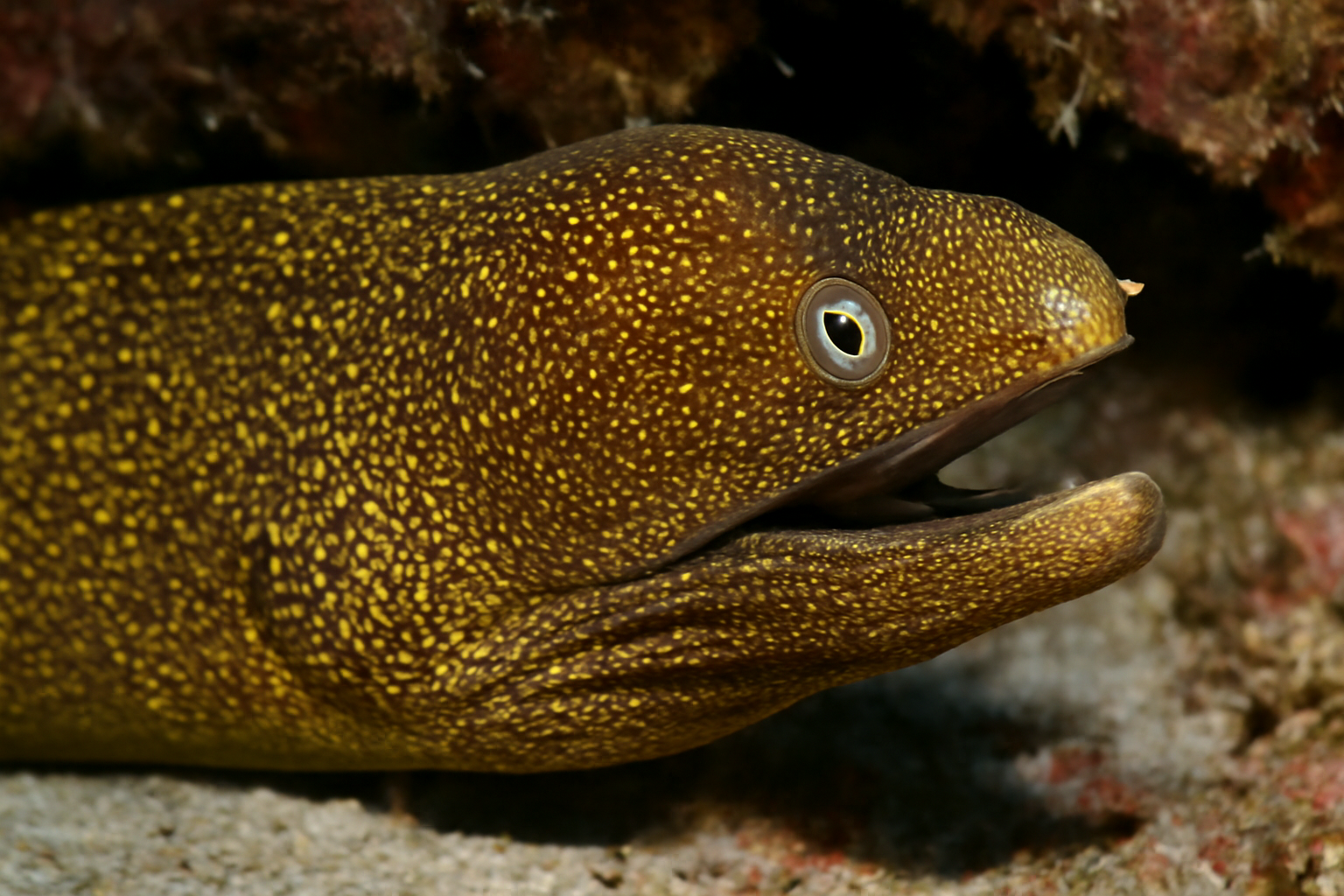 Goldentail Moray