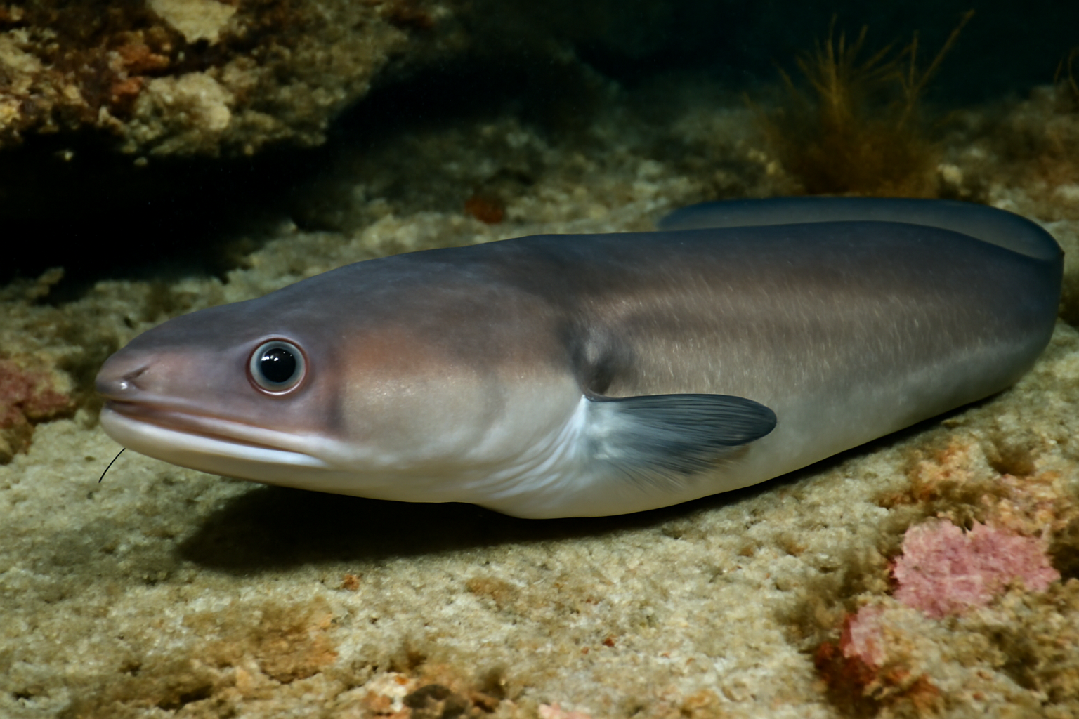 Southern Conger