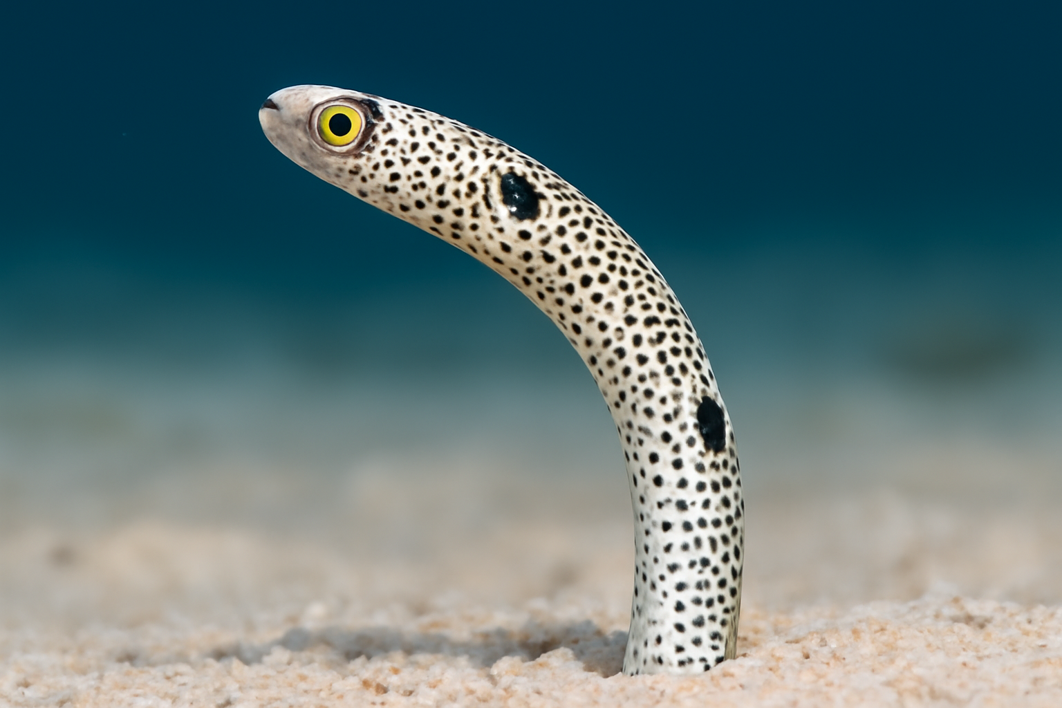 Spotted Garden Eel