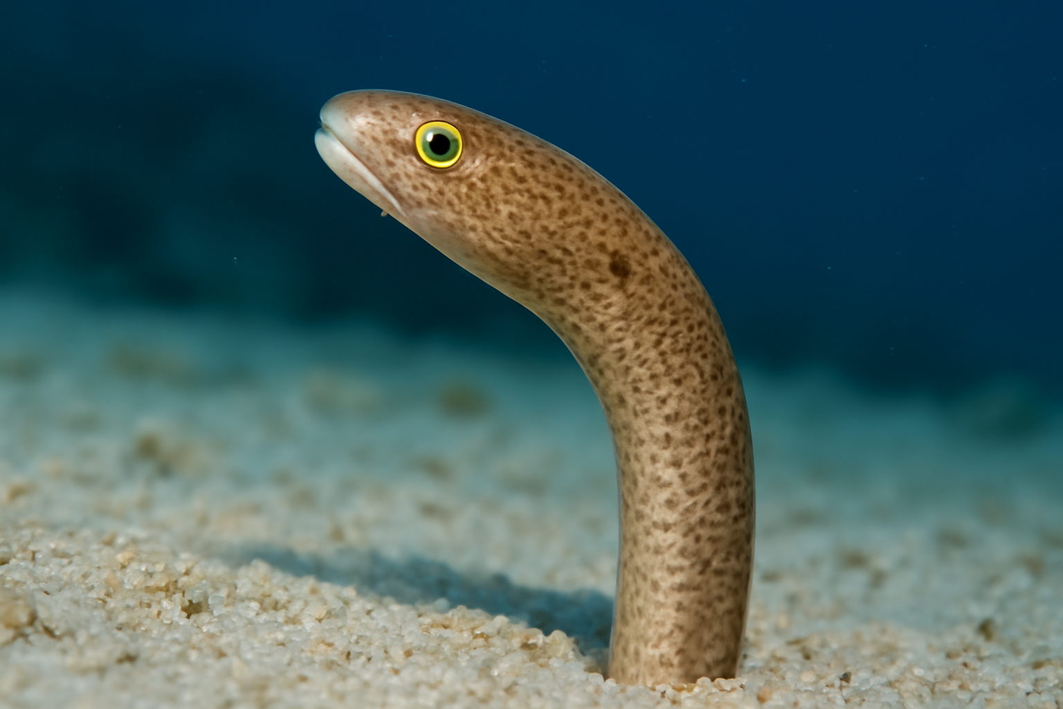 Brown Garden Eel