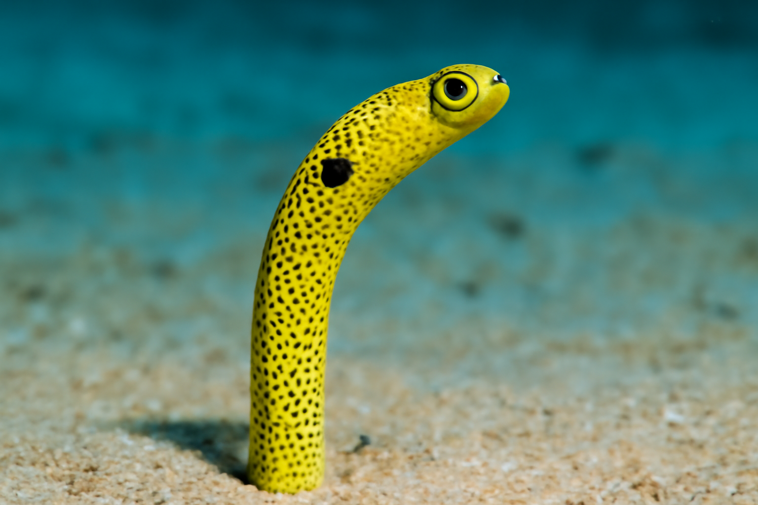 Yellow Garden Eel
