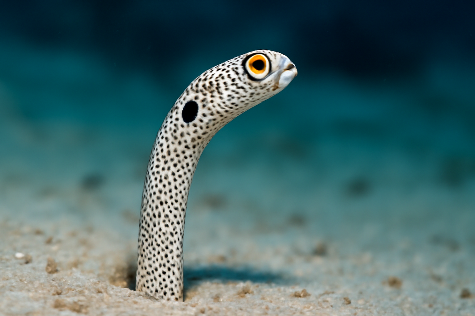 Pacific Garden Eel