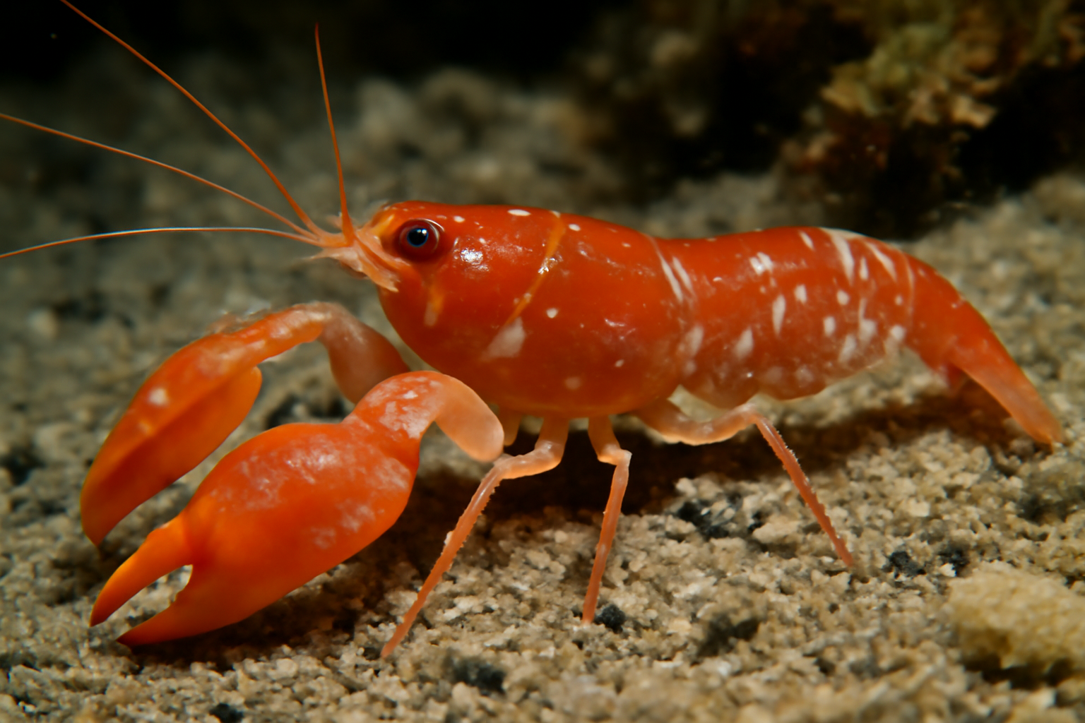 Alpheid Shrimp