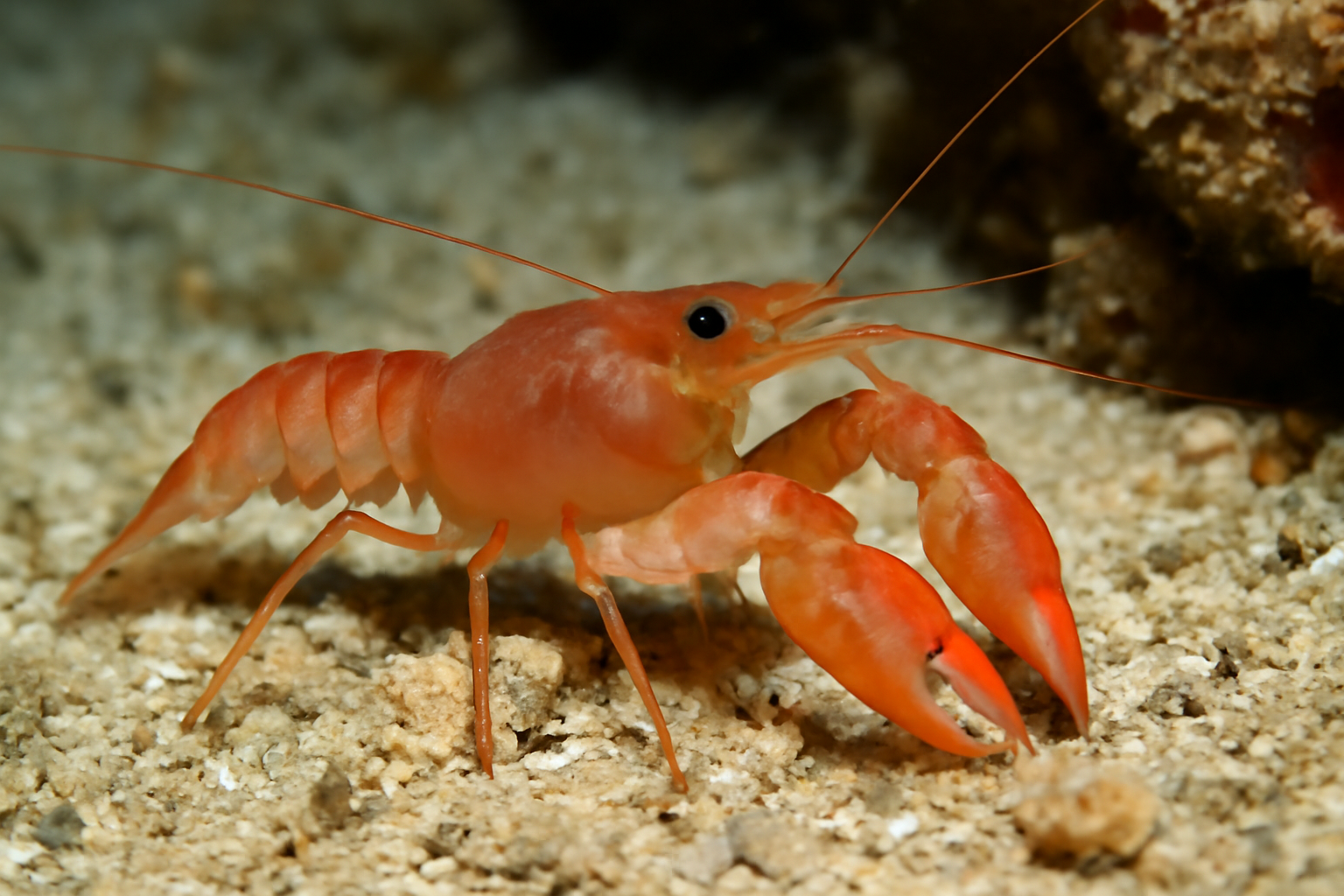 Caribbean Alpheid Shrimp