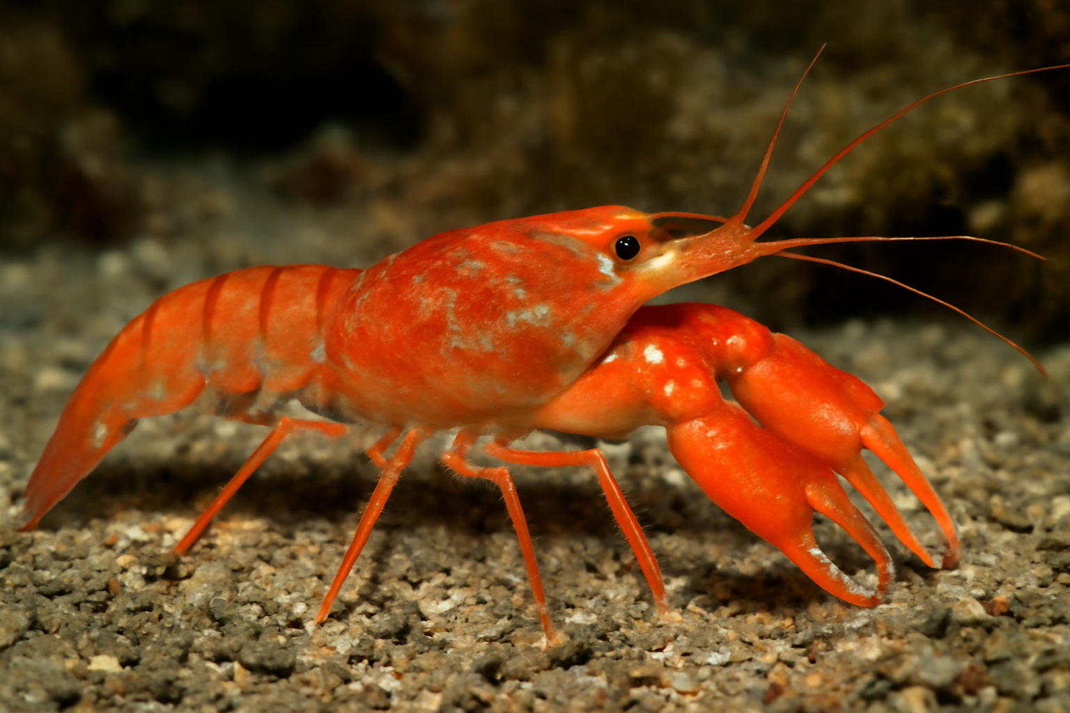 Pacific Alpheid Shrimp