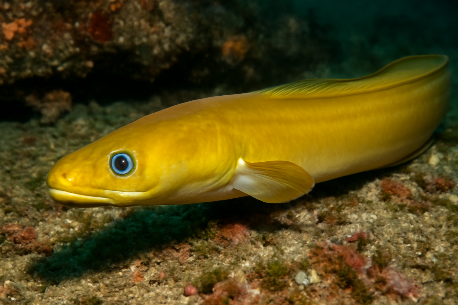 Yellow conger